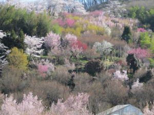 20110417花見山その1