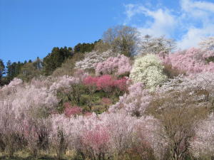 20110417花見山その2
