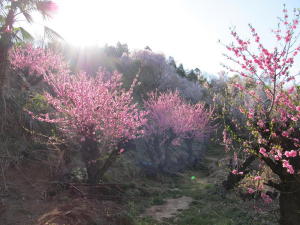 20110417花見山その3