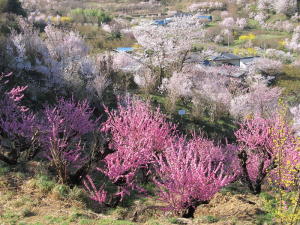 20110417花見山その4