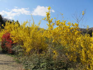 20110417花見山その5