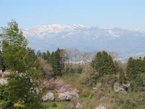 20110417花見山その6