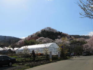 20110417花見山その9