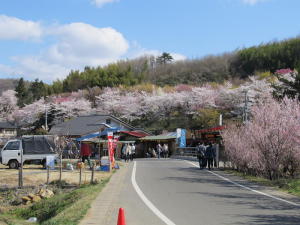 20110417花見山その10