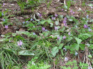 20110514カタクリ