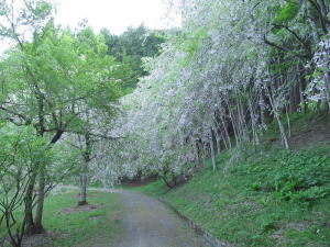20140511_半田山_005
