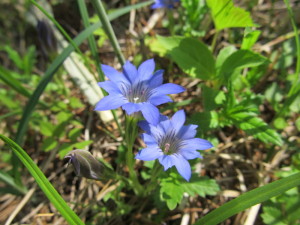 20150517_きぼっこの森010
